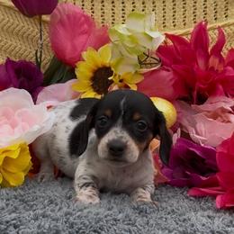 June - Piebald female Dachshund puppy in Desloge, Missouri from Snows Doxies