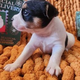 Tommy - Tri-colored male Parson Russell Terrier puppy in Apple Valley, California from Jumping Jack's Russell Terriers