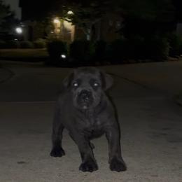 Girl 1 - Gray female Cane Corso puppy in Sienna, Texas from Robinson Elite Corsos