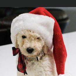 Goldendoodle and Poodle Puppies from CharleighRae Poodles and Doodles