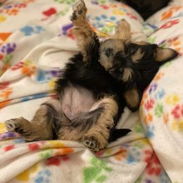 Schnoodle Puppies from Noodle Tings Puppies