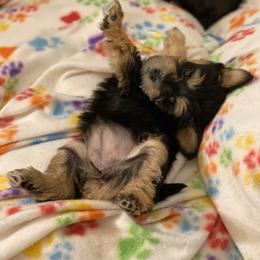 Schnoodle Puppies from Noodle Tings Puppies