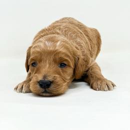 Pleakley - Red  male Goldendoodle puppy in Davison, Michigan from Dreaming Doodles