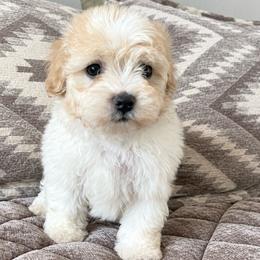 Sunny - Apricot male Havapoo puppy in Norwood, Missouri from Neuroth Pup Co.
