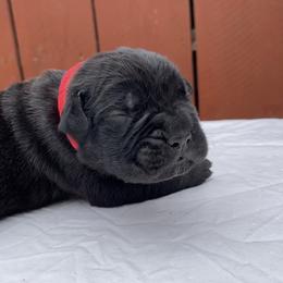 Cane Corso Puppies from Busch Kennels LLC