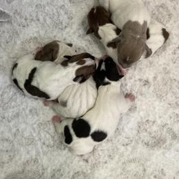 Black tri piebald male - White and black male Teddy Roosevelt Terrier puppy in Russellville, Kentucky from Mud-E Acres Kennel