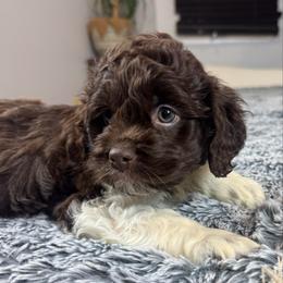 Chopper - Brown and white male Cockapoo puppy in Queens, New York from The 2 Musketeers_Cockapoos