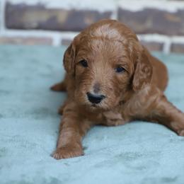 Finnick - Red  male Goldendoodle puppy in Macclenny, Florida from Baker County Goldendoodles