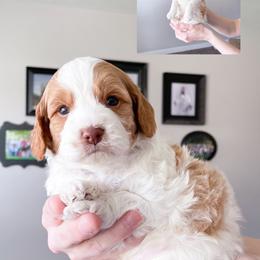 Cavapoo Puppies from Wonderful World Doodles