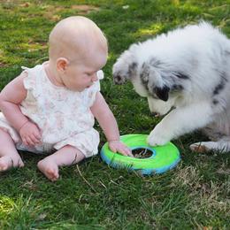 Australian Shepherd Puppies from Louvre Australian Shepherds