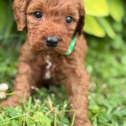 Green paws - Red  male Goldendoodle puppy in Rush, New York from Care Bear Puppies