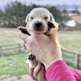 Yellow - Light golden female Golden Retriever puppy in Jasper, Tennessee from Suncoast Goldens
