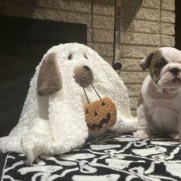 Sophie - Red brindle and white female Bulldog puppy in Harrisburg, Pennsylvania from KnockDown Bulldogs
