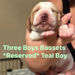 Basset Hound Puppies from Three Boys Bassets