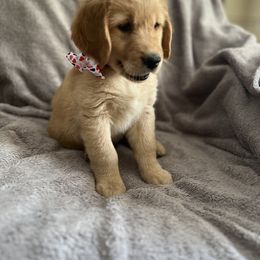 Girl 1 - Golden Retriever puppy in Battle Creek, Michigan from Brown Family Goldens