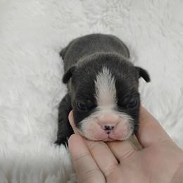Eddie - Blue male Boston Terrier puppy in Catawba, North Carolina from Lil Wiggles Boston Terriers