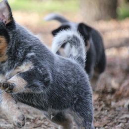 Australian Cattle Dogs from Rocking P Ranch