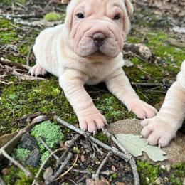 Miley - Cream female Chinese Shar-Pei puppy in Statesville, North Carolina from Red Clay's Chinese Shar-pei