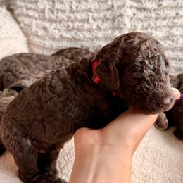 Boy 4 - Chocolate male Labradoodle puppy in Chula Vista, California from Coastal Cocoa Labradoodle