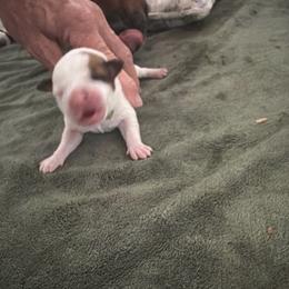 Lilly - White and red female Staffordshire Bull Terrier puppy in Port Saint Lucie, Florida from Southern Staffies