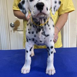 Salsa - Dalmatian puppy from Sweet Street Dalmatians