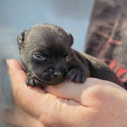 Midnight - Black male Chihuahua puppy in East Camden, Arkansas from RoyAl