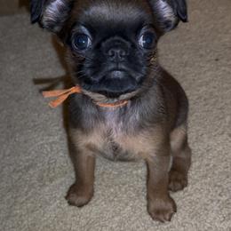 Brussels Griffon Puppies from Looking Glass Brussels Griffons
