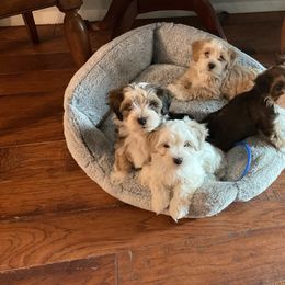 Havanese puppies from Have A Havanese Puppy
