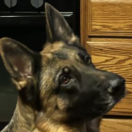 Alice - German Shepherd