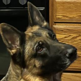 Alice - German Shepherd