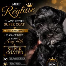 Réglisse Black petite SUPER COAT ESA candidate Therapy lines READY Aug 4 th - Black male Miniature Schnauzer puppy in Temple, Texas from Schnauzers Of Taylor