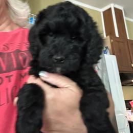 Milo - Black male Goldendoodle puppy in Waynesboro, Virginia from Forest Creek Kennel