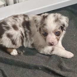 Cognac - Red merle female Miniature Australian Shepherd puppy in Lyman, Mississippi from Bayou Blues Farm
