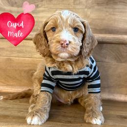 Cupid - Caramel male Australian Labradoodle puppy in Citrus Heights, California from Elite Blend Labradoodles