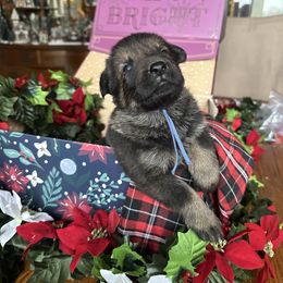 Petra - Sable female German Shepherd puppy in Needham, Indiana from K-9 Twenty Nine: Vom Bauernhaus German Shepherds