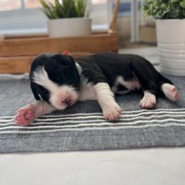 Carlsbad - White and black male Bordoodle puppy in Valley Center, California from Circle R Valley Bordoodls
