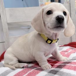 Arnold  yellow collar - Cream male Dachshund puppy in Richmond, Virginia from Irresistible Dachshunds & Cavaliers
