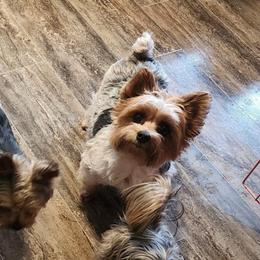 Leela - Black & tan tri-color female Morkie puppy in West Enfield, Maine from GRIFFEY'S SPA AND KENNEL