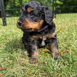 Betty - Tri-color female Bernedoodle puppy in Constableville, New York from Zehr’s Labradoodles & Bernedoodles