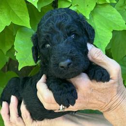 Light blue collar - Black male Goldendoodle puppy in Fairfield, California from Twin Sisters Doodles