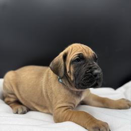 Boy 2 - Black male Great Dane puppy in Grand Junction, Colorado from Top Brackett Danes