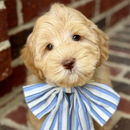Paddock - Australian Labradoodle