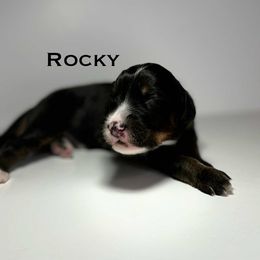Rocky - Tri-color male Bernedoodle puppy in Ocala, Florida from Bernedoodles of Florida