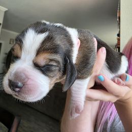 Purple - Black white and brown male Basset Hound puppy in Clyde, Texas from Hazard Hound Kennels