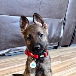Red - Sable male German Shepherd puppy in Buckeue, Arizona from Légende Vivante Du Chief Kennel