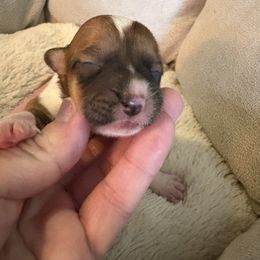 Girl 3 - Red female Pembroke Welsh Corgi puppy in Mountain View, Hawaii from Celtic Corgis
