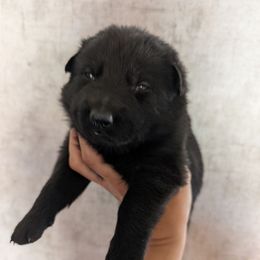 Silver - Black female German Shepherd puppy in Luna, New Mexico from Von De León German Shepherds