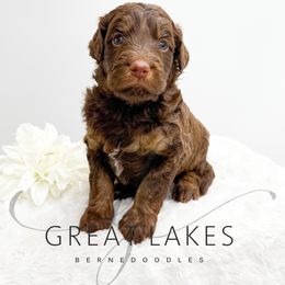 Caramel - Brown and white female Bernedoodle puppy in Baroda, Michigan from Great Lakes Bernedoodles