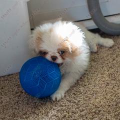 Puppy 3 - Red and white male Japanese Chin puppy in Rapid City, South Dakota from Sakura Japanese Chin
