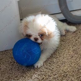 Puppy 3 - Red and white male Japanese Chin puppy in Rapid City, South Dakota from Sakura Japanese Chin